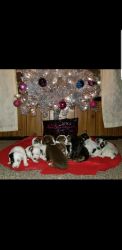 We have 8 Week Old German Shortheaired Pointer/ Chihuahua Puppies