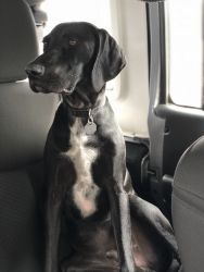 German short haired pointer trained
