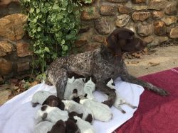 Liver w/roan German Shorthaired Pointers