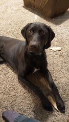 8 month old Female German Shorthaired Pointer