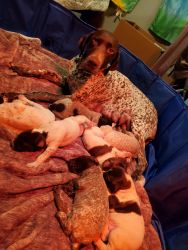 German Shorthaired Puppies for sale