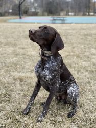 1 year old GSP for Sale