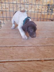 GSP pups, 2 males available