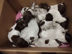 AKC German shorthaired pointer puppies for sale
