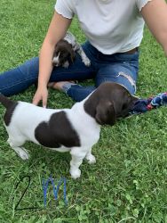 German Shorthairs Puppies For Sale