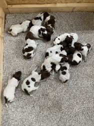German Shorthaired pointer puppies for sale
