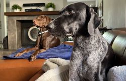 German shorthaired pointer AKC