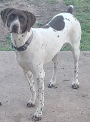 GSP with AKC 1yr