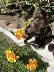 8 Month Pure Bred German Shorthaired Pointer