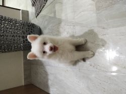 Two months old male puppy full active and good health .at cheapest pri