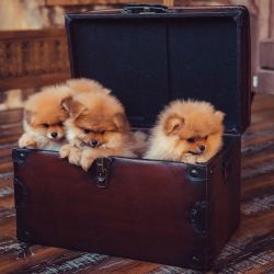 Amazing German Spitz Puppies