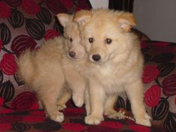 German Spitz Puppys fore sale