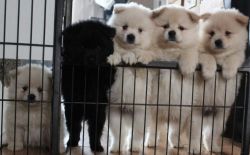 German Spitz Puppies