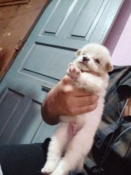 Spitz puppies for sale