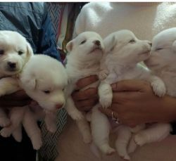 German Spitz (Pomeranian)puppies available