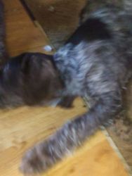 German WireHaired Pointer Puppies For Sale