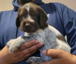 German Wirehaired puppies