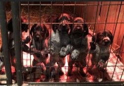 German wire hire puppys