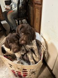 Puppies for Sale