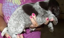 Male And Female German Wirehaired