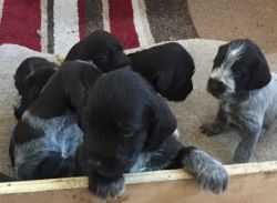 Kc German Wirehaired Pointer Pups - Ready Now!