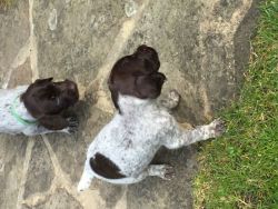 German Wirehaired Pointer Pups For Sale,