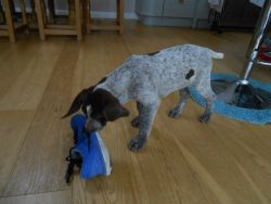 German Wirehaired Pointer Pups For Sale,