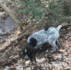 German wire-haired pointer Puppies foresale