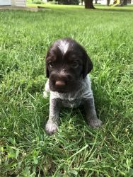 German Wirehaired Pointer pups