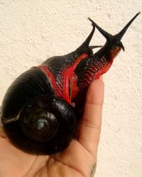 Achatina Giant Land Pet Snails and other exotic snails available