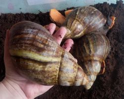 Archachatina Marginata Ovum XXL snails available now