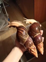 Achatina Fulica super large snails available now