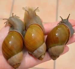 Megalobulimus Oblongus Haestoma Snails for sale now