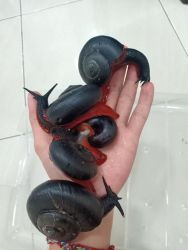 Platymma Tweediei commonly known as fire snails available now
