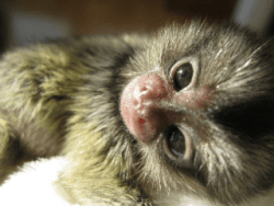 Diapers Trained Marmoset and Capuchin monkeys Babies for adoption Thes