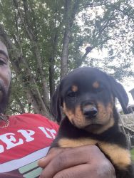 Roc’s Rottweilers