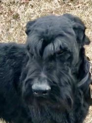 Special Assisting Giant Schnauzers