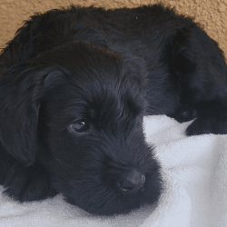 Giant Schnauzer's of Central Florida