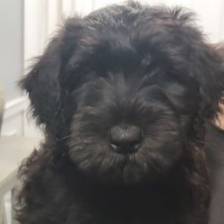 Giant Schnauzer Puppies ready for their forever homes