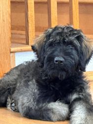 AKC GIANT SCHNAUZER MALE CHAMPION LINES 14 WEEKS OLD