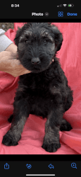 Beautiful Giant Schnauzers Available