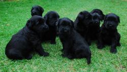 Giant Schnauzer Puppies Available Now