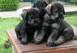 Vicious and cautious Giant Schnauzer puppies