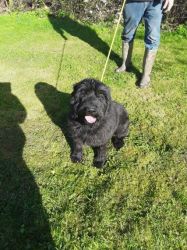 Black Giant Schnauzer Looking For Good Home