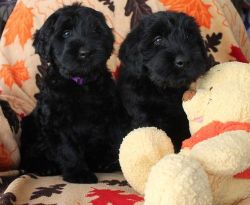 Lovely Giant Schnauzers Puppies Ready For New Homes