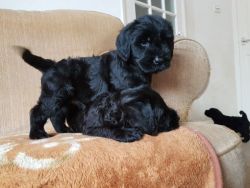 Beautiful Giant Schnauzer Puppies For Sale
