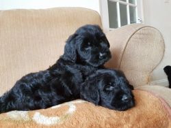 Beautiful Giant Schnauzer Puppies For Sale