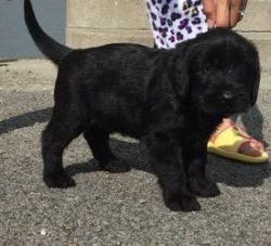 Giant Schnauzer Puppies For Sale