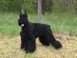 Akc giant schnauzer puppies from health tested parents.