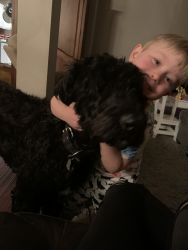 Giant Schnoodle